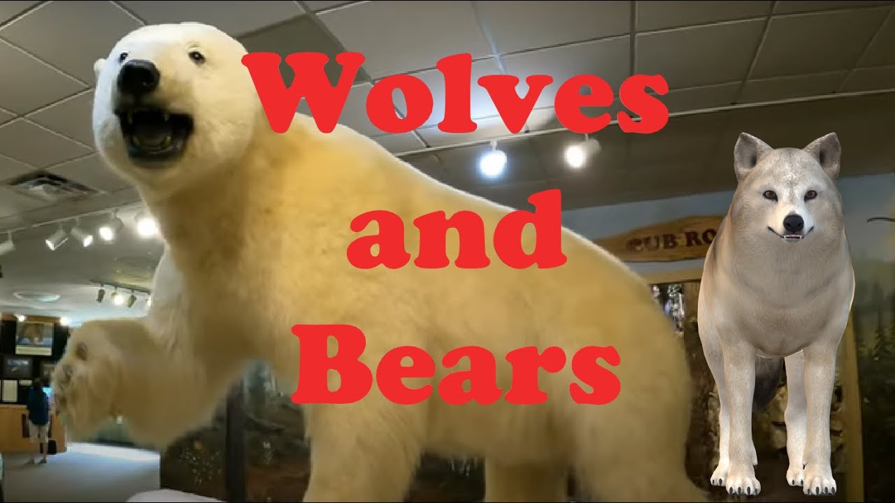 Wolves and Bears in Ely, Minnesota