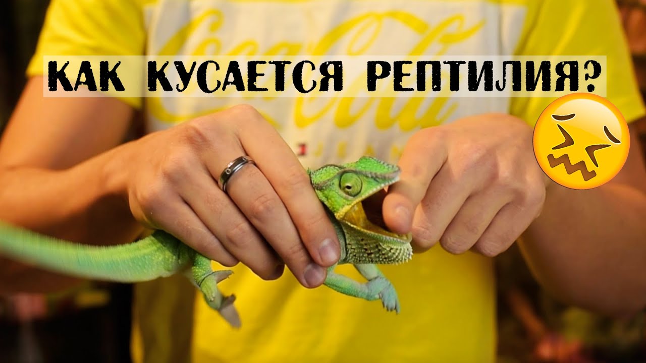 Укусы рептилий! Больно? Страшно? Опасно?