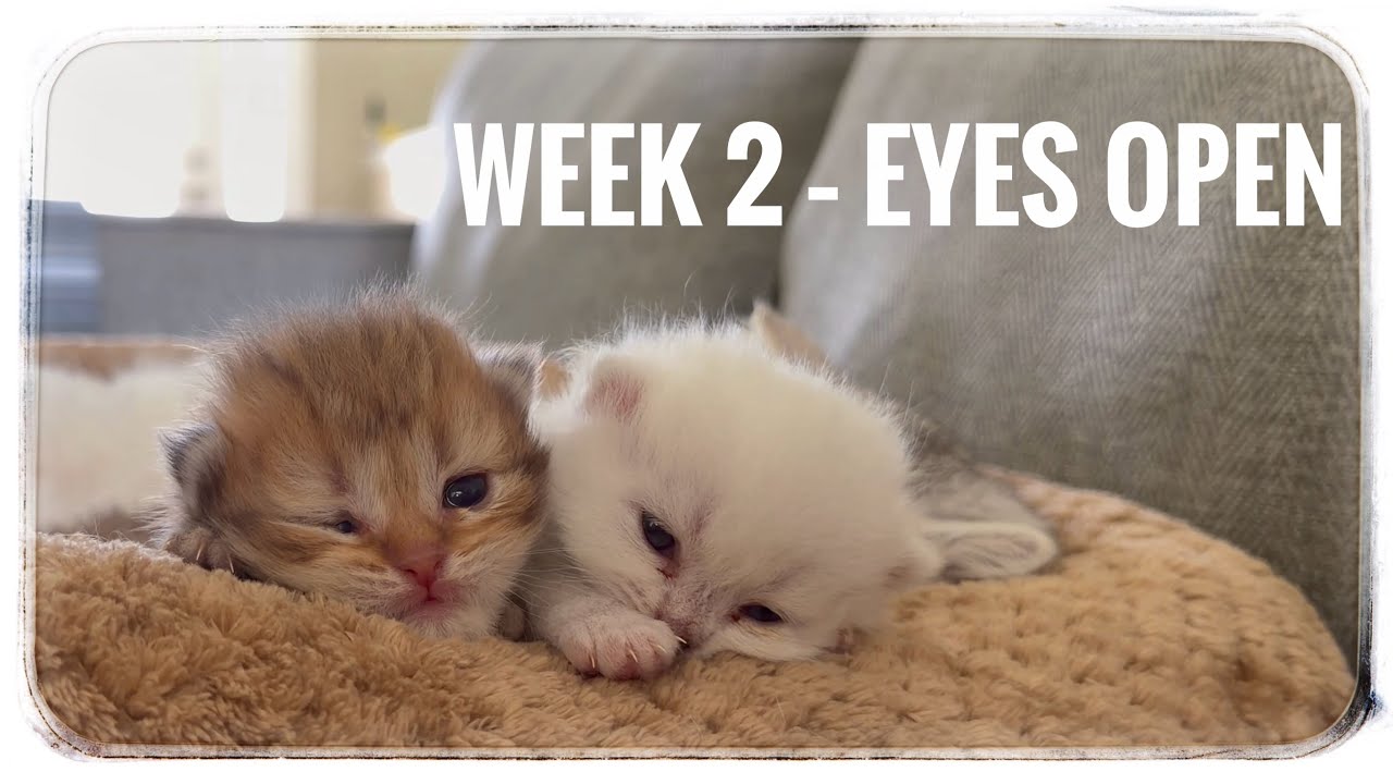 Scottish Fold Kittens — Week 2: Eyes Open! (Sonia’s Journey Ep.4)