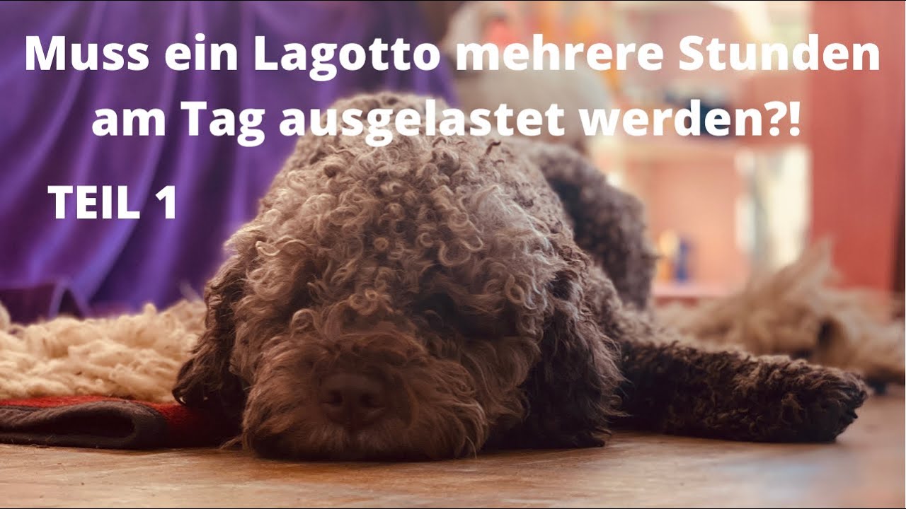 Lagotto Romagnolo muss er mehrere Stunden am Tag ausgelastet werden!?