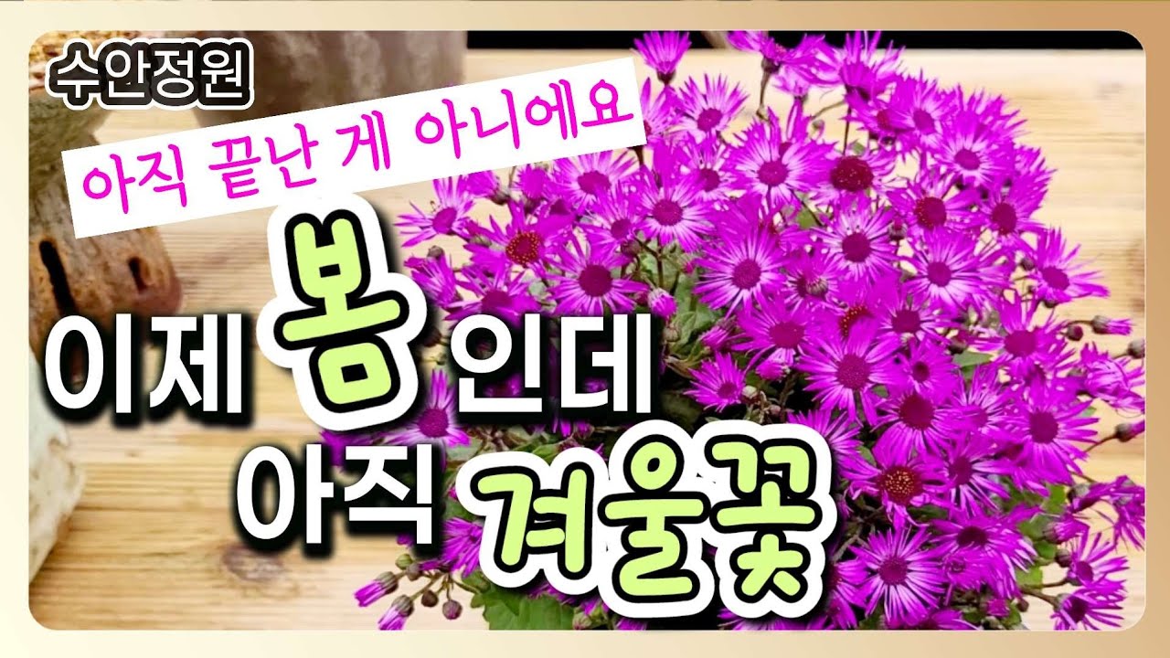 (0204)춘분이 지났는데… 아직도 예쁜 겨울꽃이 있어요