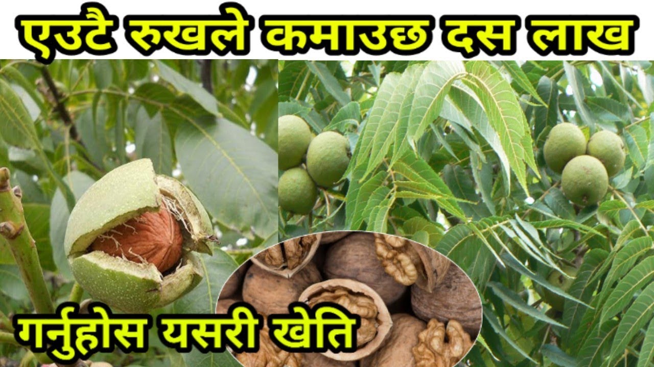 एक रोपनी जमिनबाट बर्षको १० लाख कमाईहुने रुखको खेती गरेर लखपति हुनुहोस/ ओखर खेती/ sathi.com