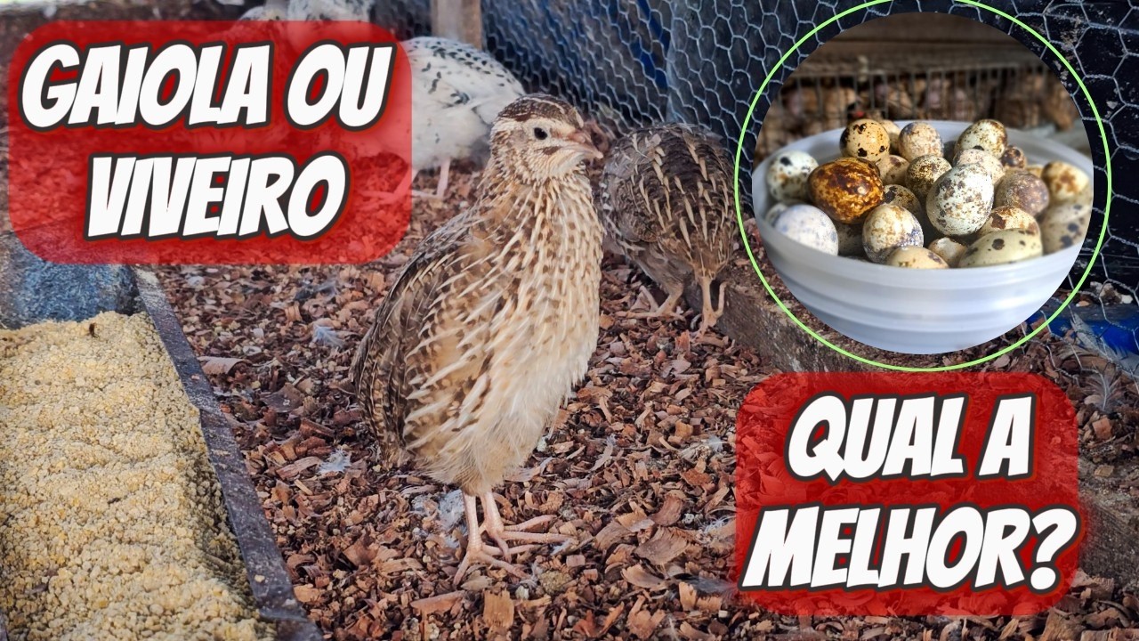QUAL A MELHOR FORMA DE CRIAR CODORNAS, EM GAIOLA OU VIVEIRO?