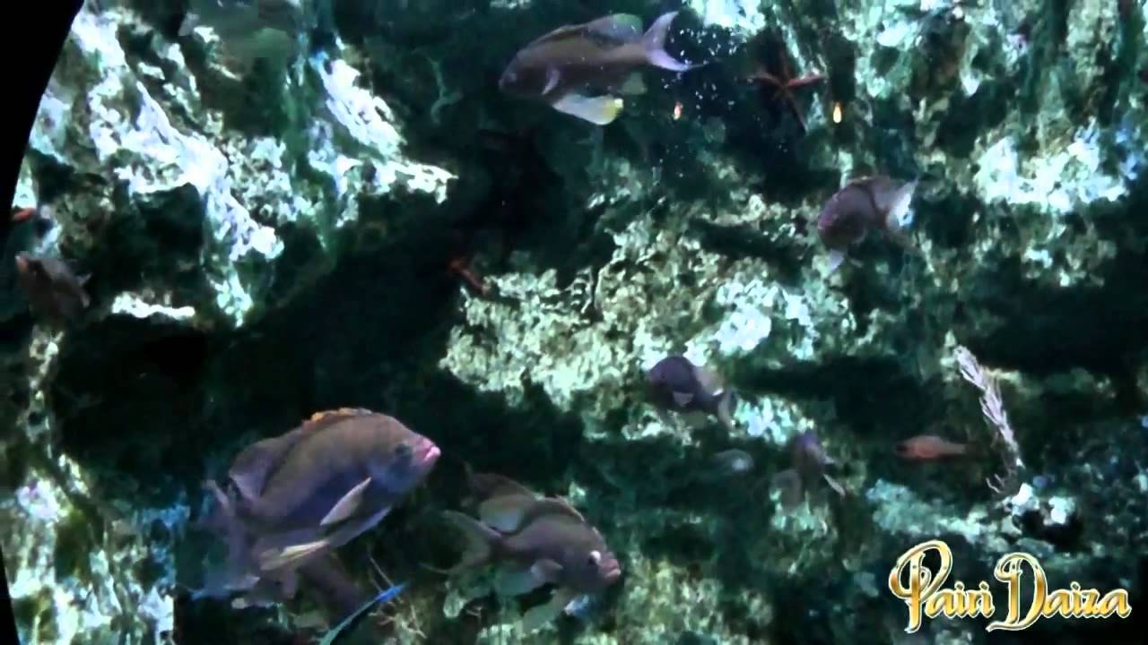 Pairi Daiza   22 04 2014