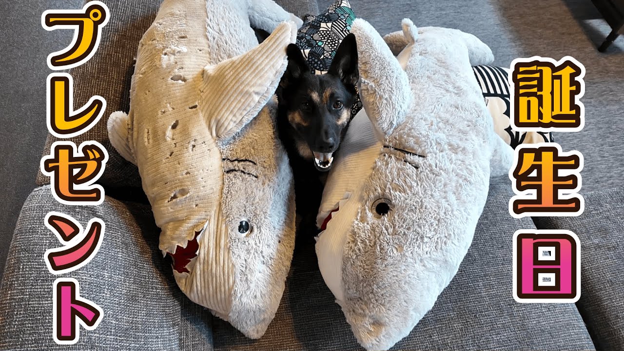 ６歳になった愛犬に新しい巨大サメのぬいぐるみをあげてみた結果ｗ【ジャーマンシェパード】
