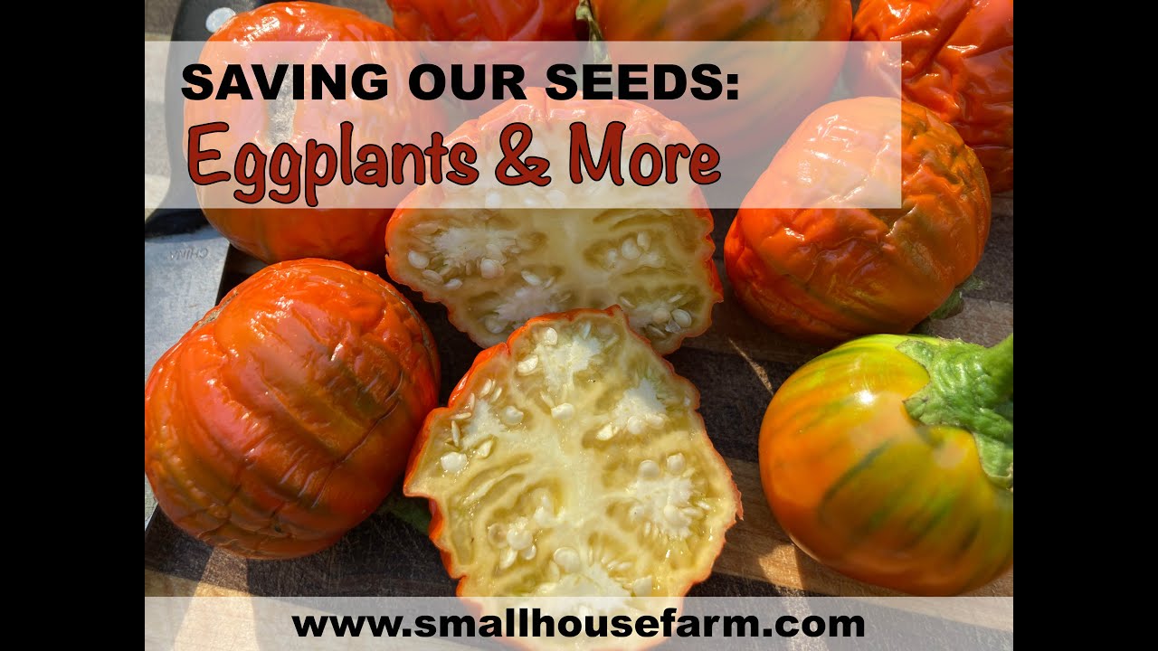 Saving Our Seeds: EGGPLANTS & more!