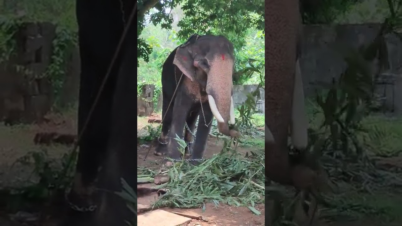 Cherpulassery Ananthapadmanabhan | elephant kerala.