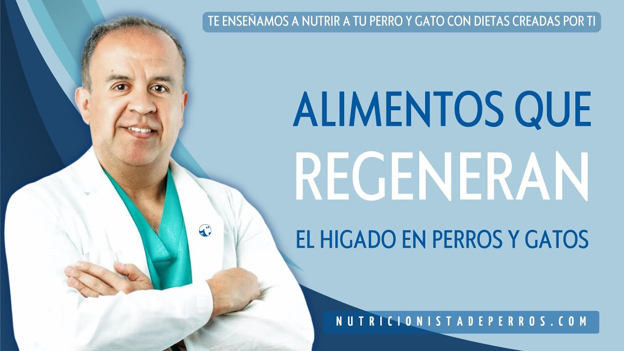 Secretos de alimentos para regenerar el hígado en perros.