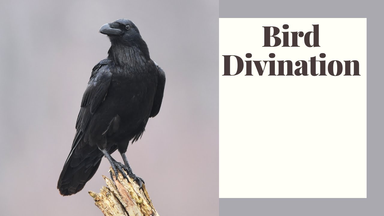 What Do Birds Know That We Don&rsquo;t? Augury explained