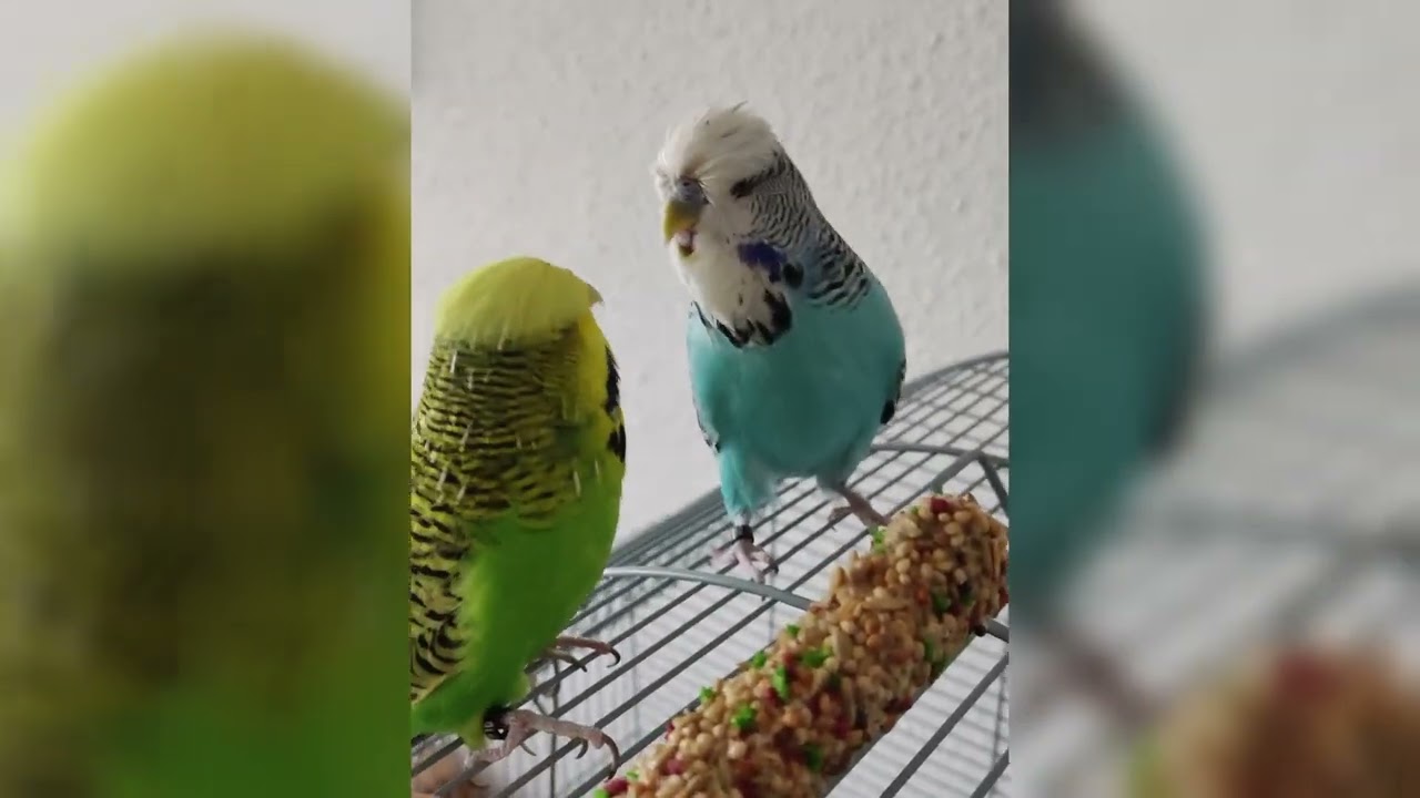 Argue about food! 2 crazy cute budgies 🤣 #budgies