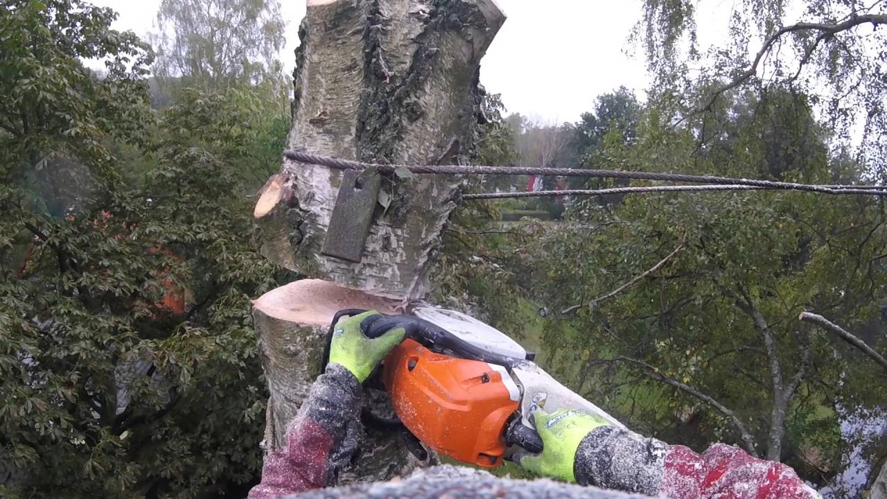 Birkenfällung - die Reihenfolge ist entscheidend - Tree damage