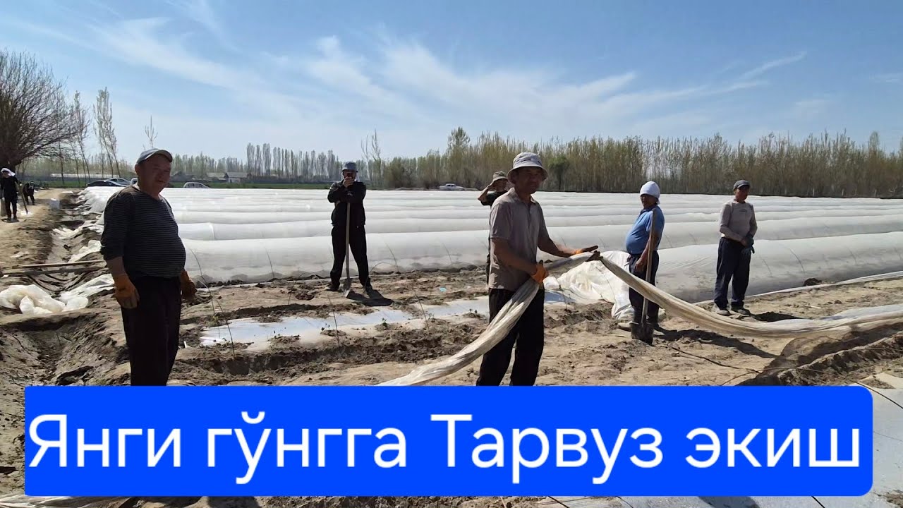 3-Қисм.  Янгича  тарвуз экиш.