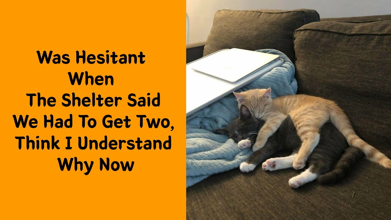 50 Most Wholesome Rescue Pet Photos Of The Month 7/7 - Rescue pet