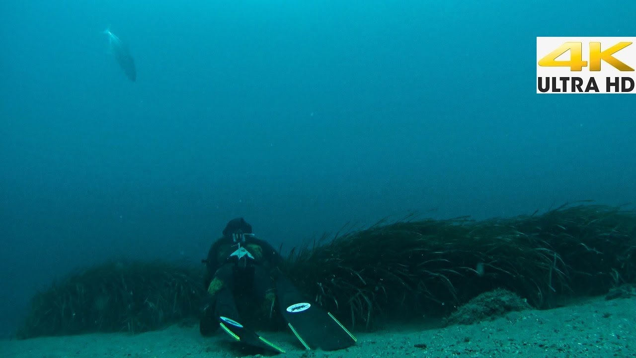 Spearfishing - THE SMALL GUN AND THE PELAGIC