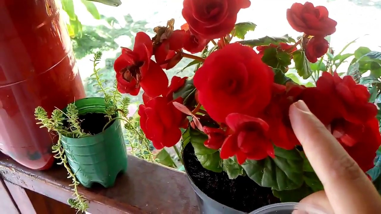 Como cuidar la Begonia doble - Reproduccion Riego Abono