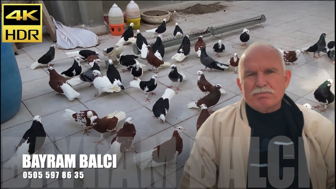 Dönek Güvercin Sohbeti Bayram Balcı (Hastaneci)