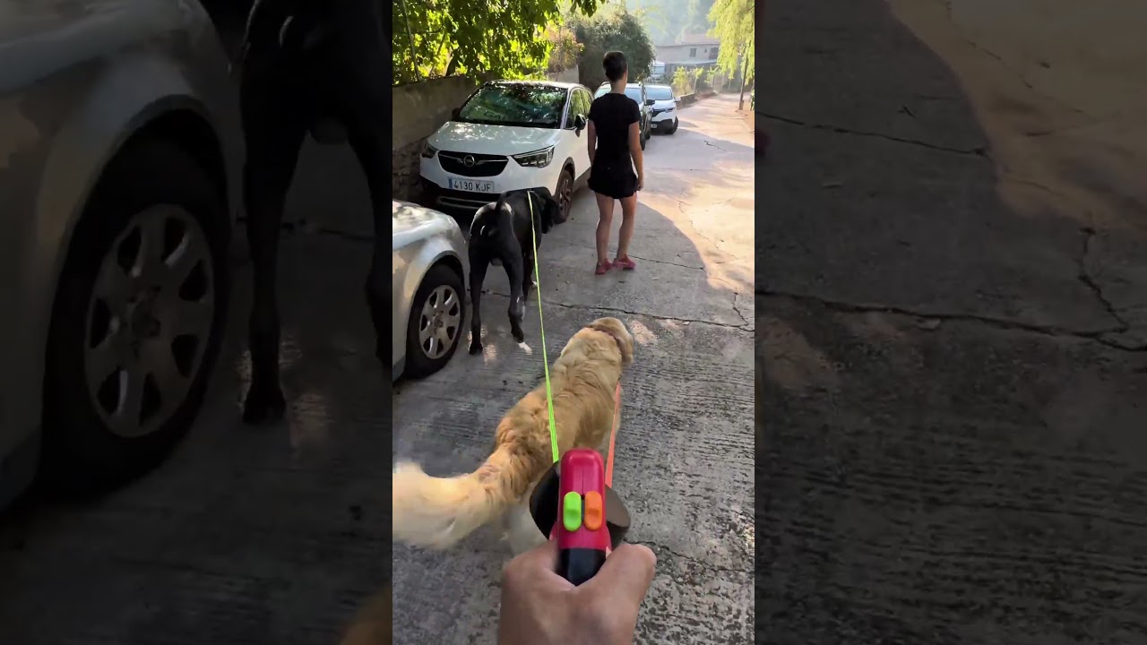 Pasear a tus 2 perros con esta correa doble anti enredos es una maravilla ❤️#correadobleantienredos