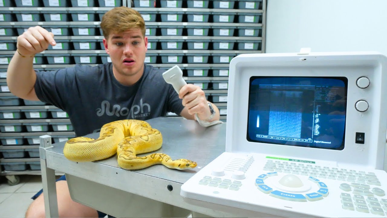 Ultrasounding Snakes (Breeding Season Updates)