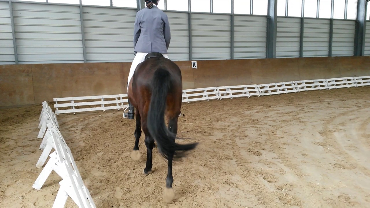 Dressage Para &eacute;questre club 1