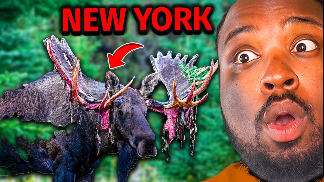 The Deadliest Animal in Each US State