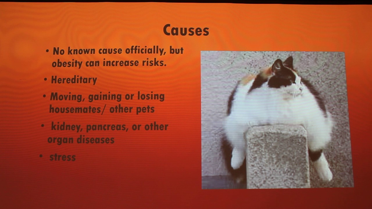 Feline Hepatic Lipidosis