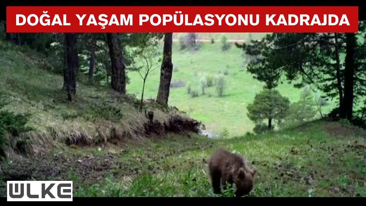 Erzincan'da yaban hayatı fotokapanla görüntülendi
