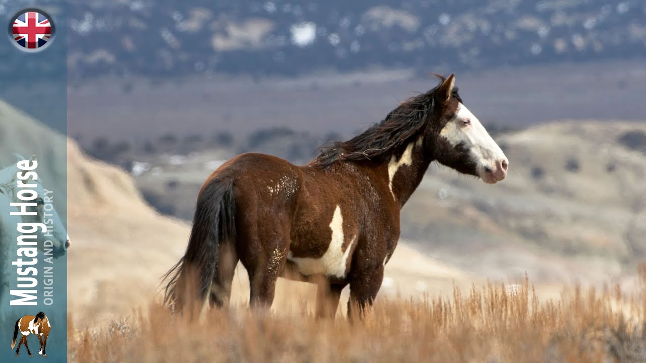 Mustang Horse, the emblematic wild horses of the United States, Origin of the breeds