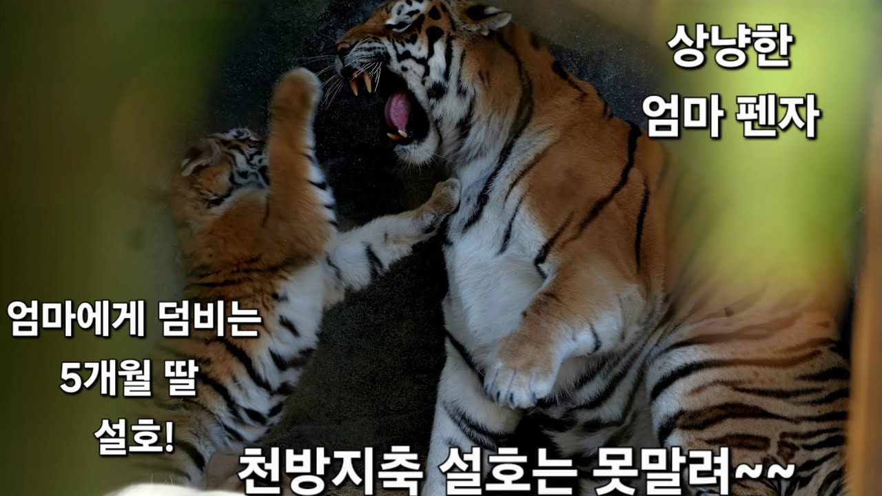 아기호랑이 설호와 엄마 펜자! 못말리는 설호~~(무자막)