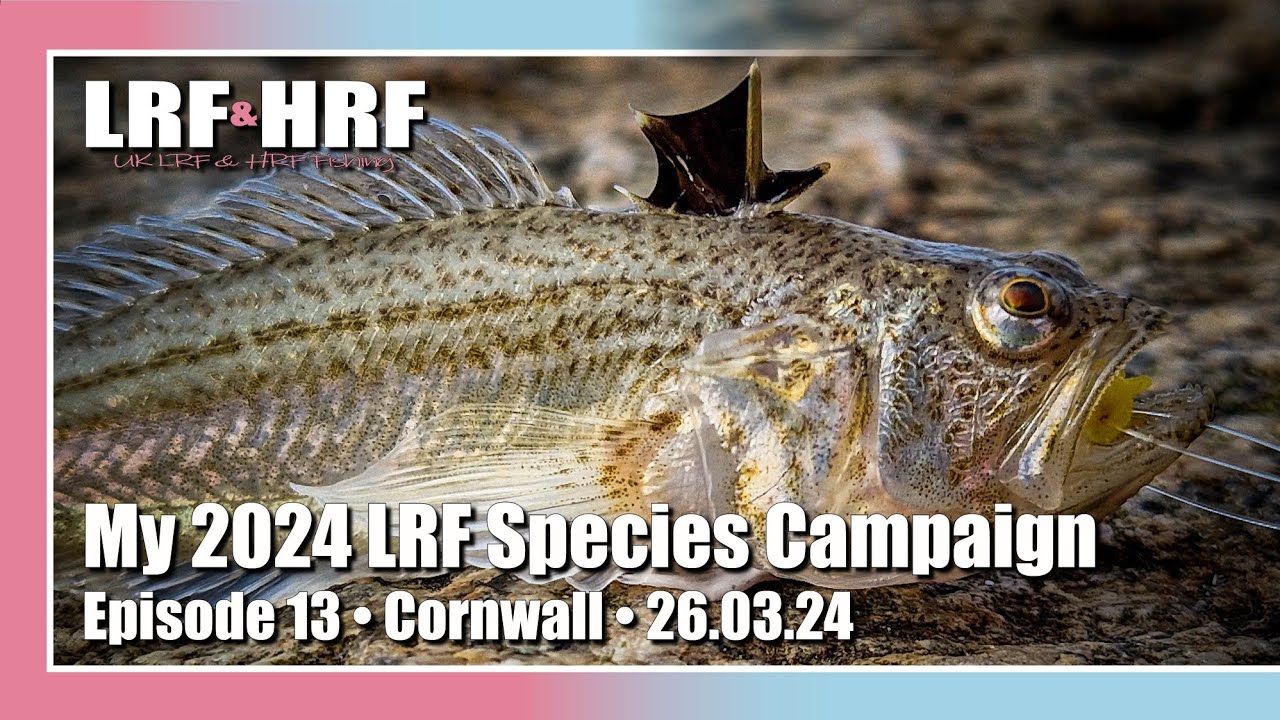 Episode 13: My 2024 LRF Species Hunt - Cornwall