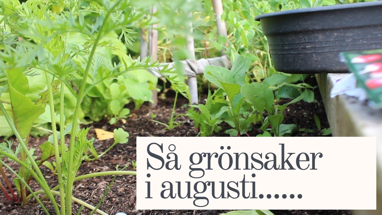 Så Grönsaker i Augusti!