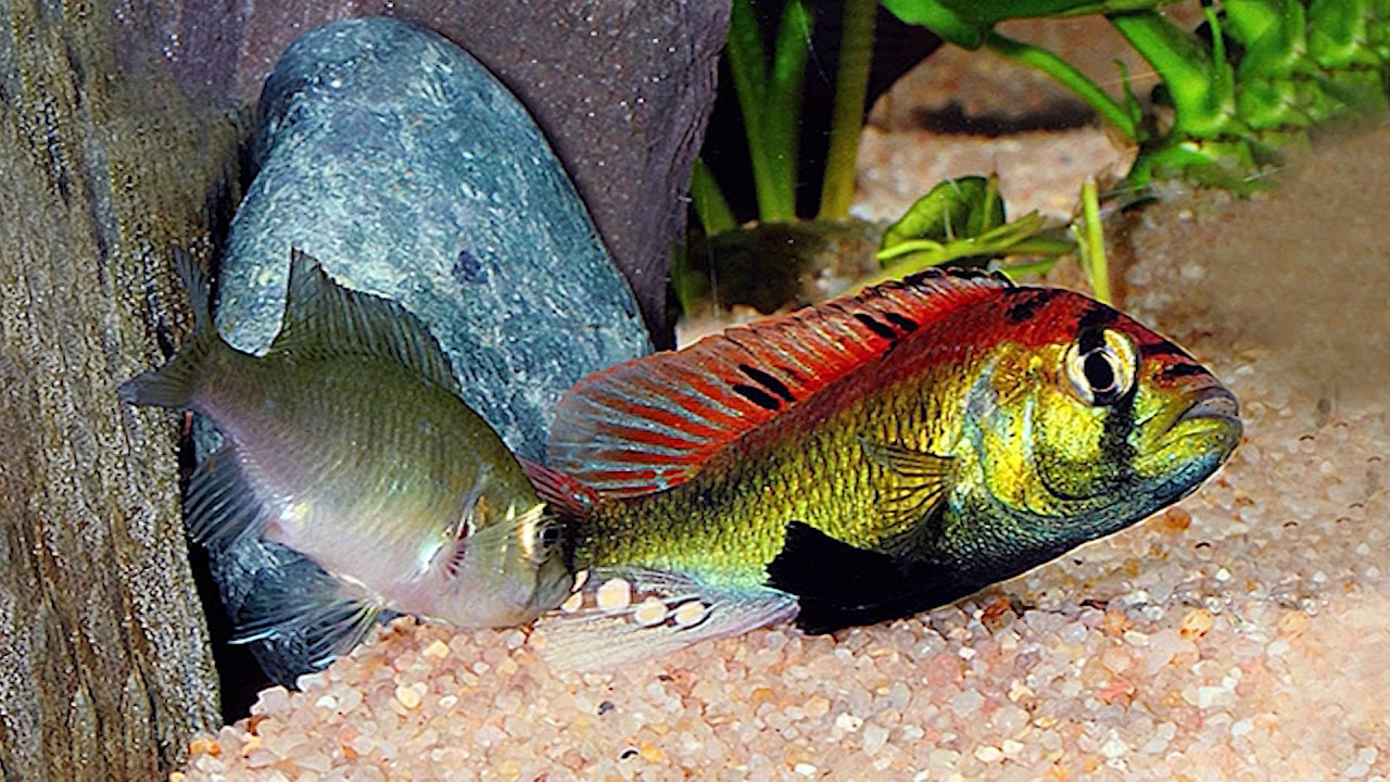 Astatotilapia burtoni, part 10 \Лучшие кадры вып  10 Аст.  Бёртона
