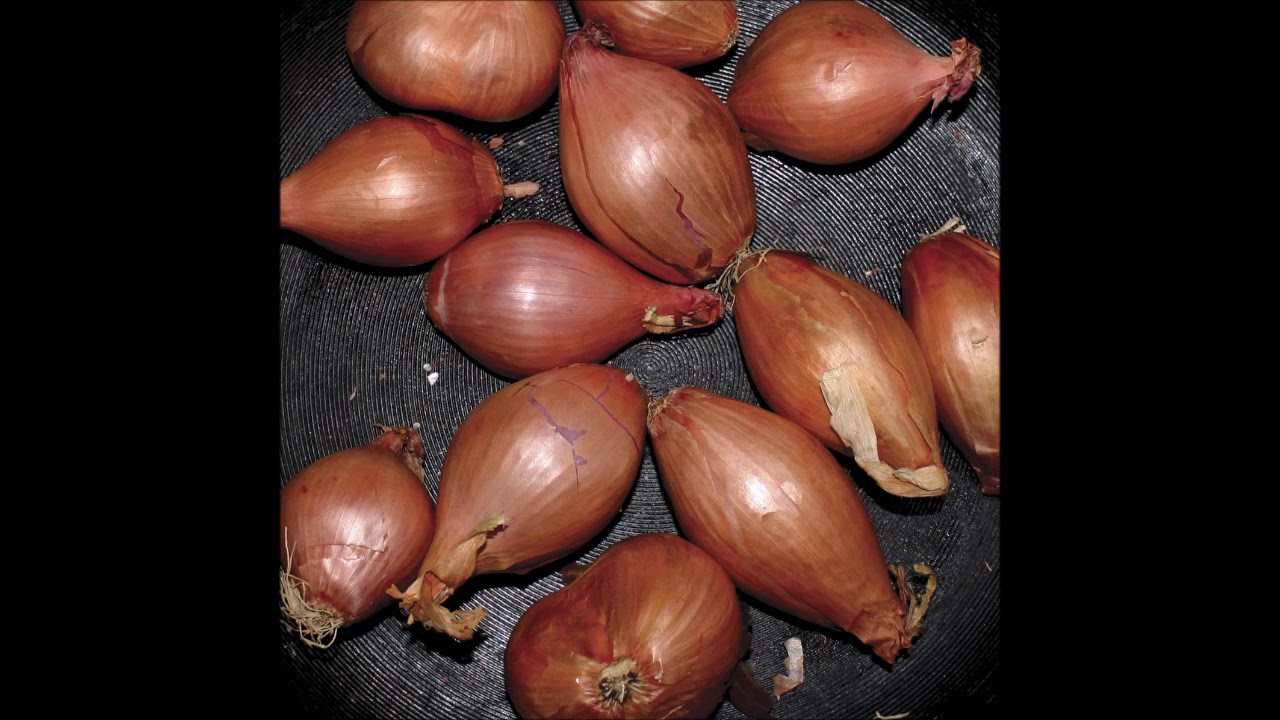 Ty Segall - Fried Shallots (Full EP)