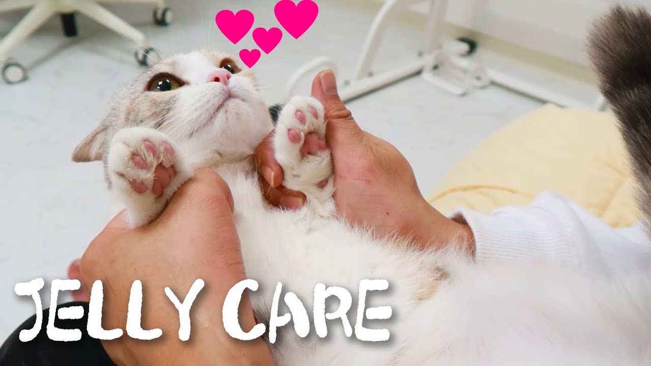 Heart Attack! Take Care Of Cat Paws!