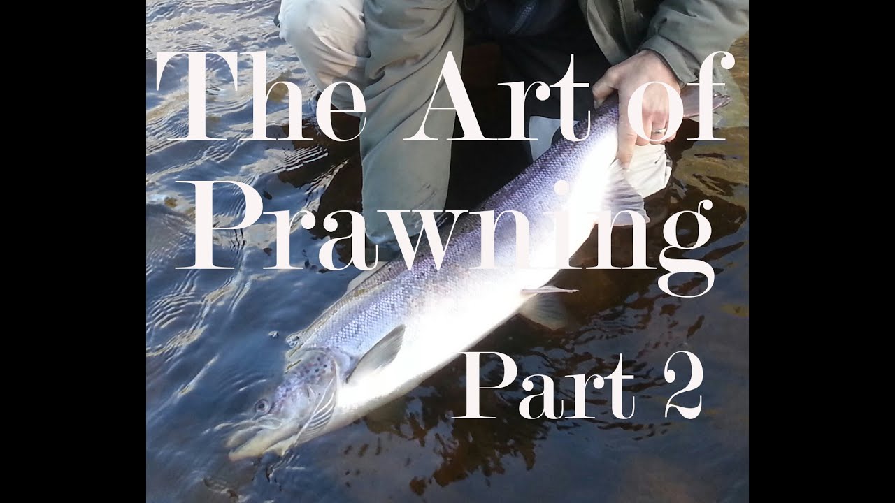 Salmon Fishing. The Art of Prawning Part2