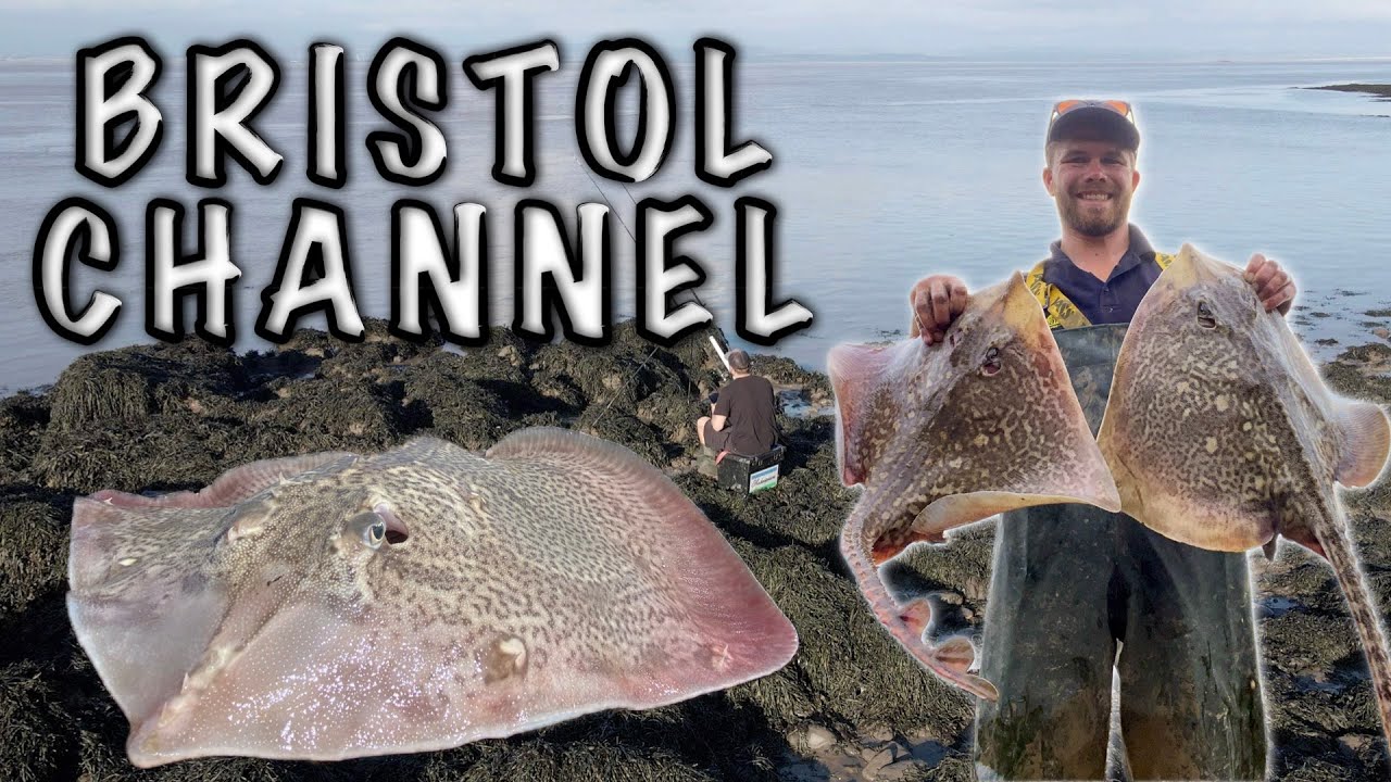 MIDWEEK  BRISTOL CHANNEL RAY FISHING
