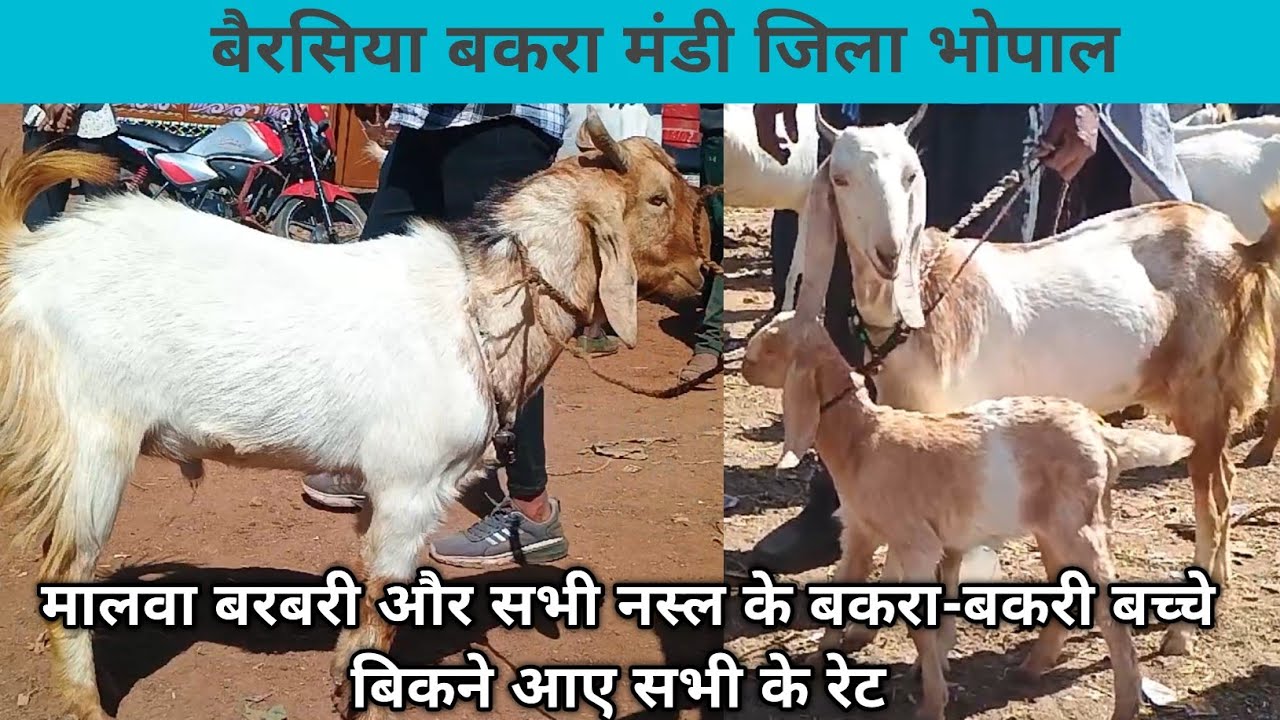 बैरसिया बकरा मंडी जिला #भोपाल मालवा बरबरी और सभी नस्ल के बकरा-बकरी बच्चे बिकने आए और रेट -07/03/2028