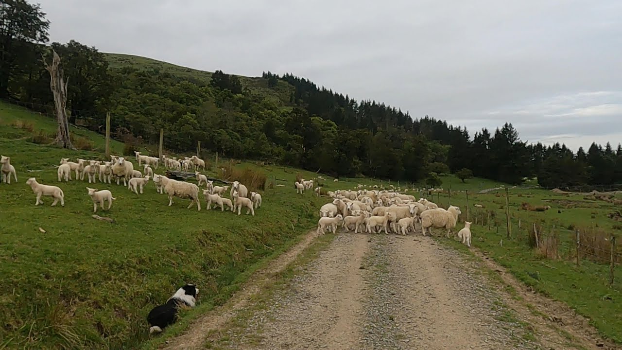 Mustering Ewes and Lambs for tailing
