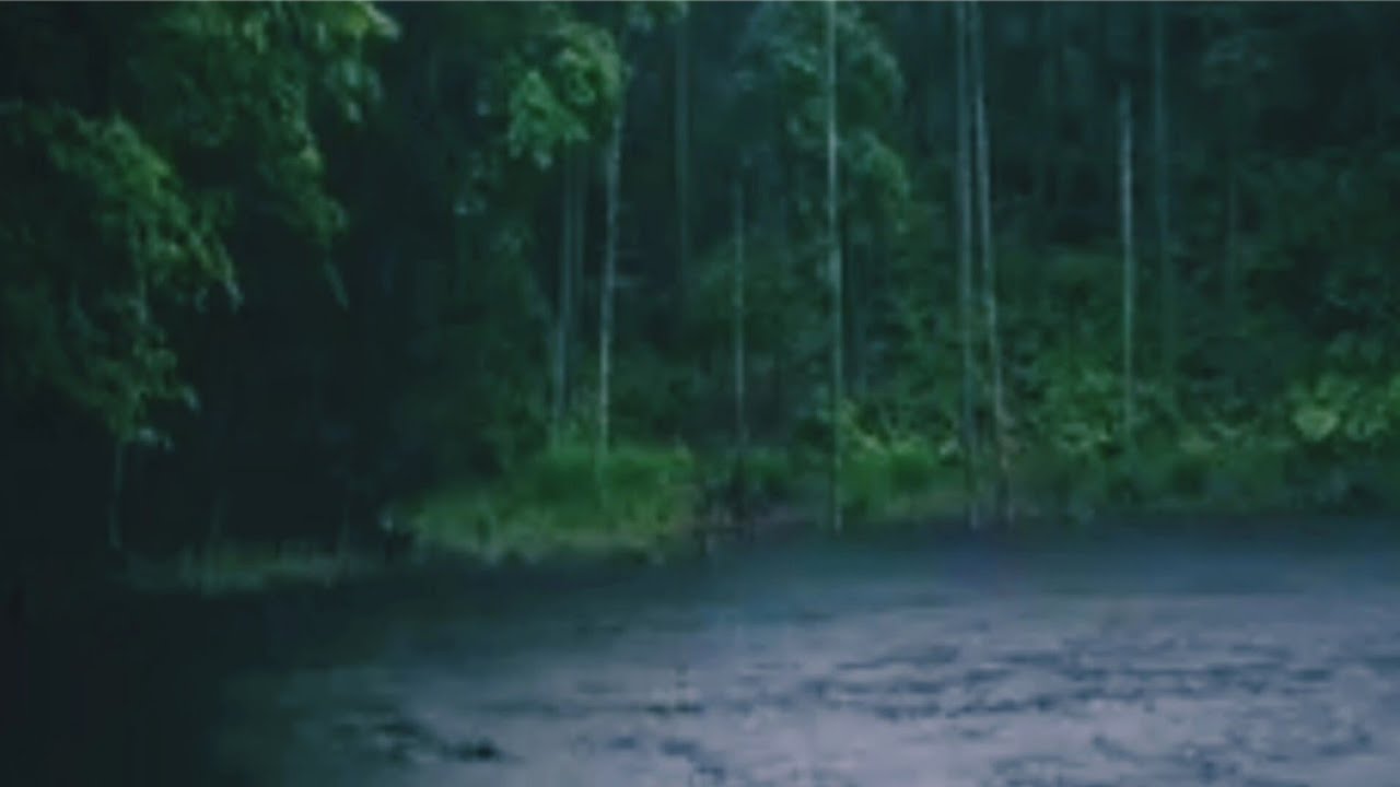 Som de Chuva no P&acirc;ntano na Floresta + Cantos de P&aacute;ssaros - Sons da Natureza para Dormir e Relaxar