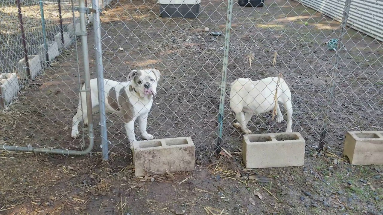 One of a Kind Bulldogs facility tour, Olde English Bulldogges and French Bulldogs