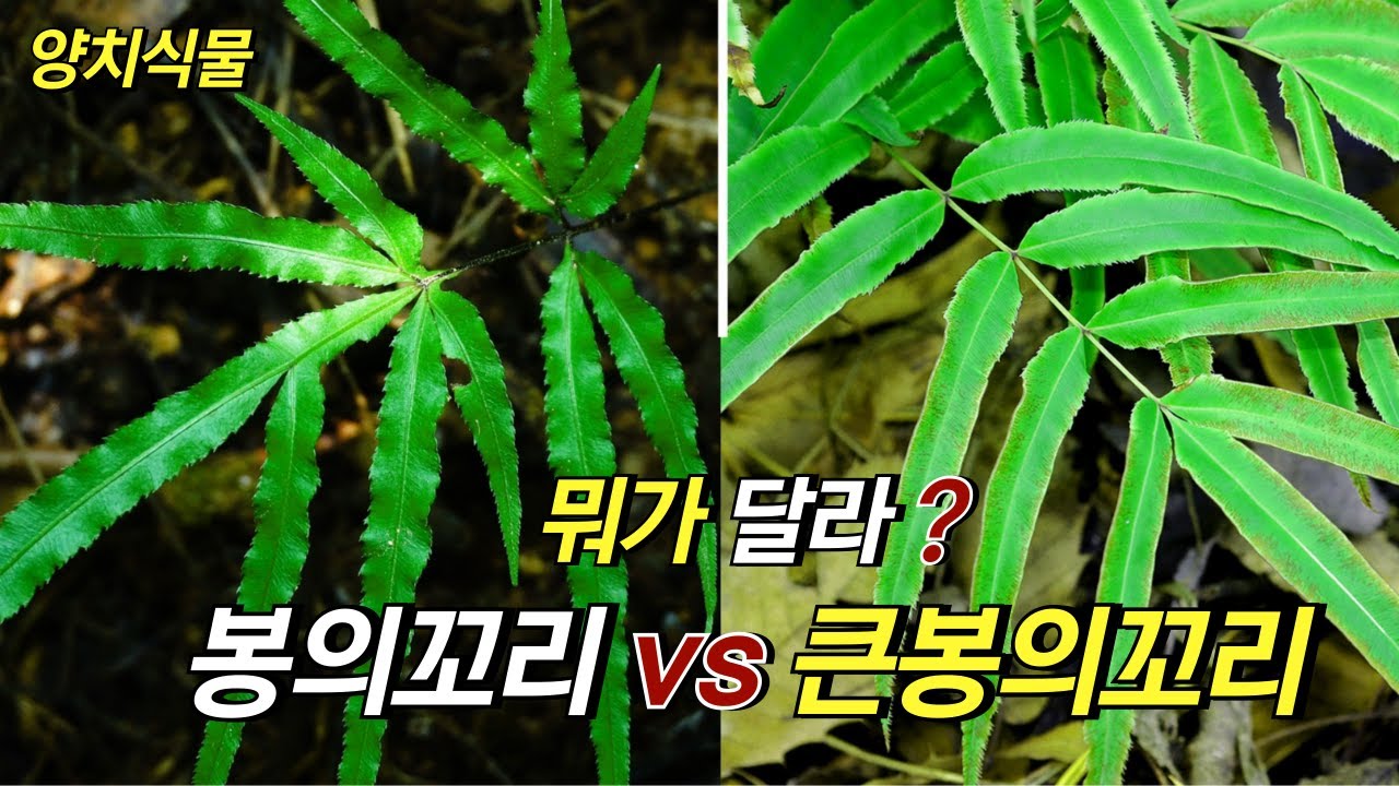 퍼니의 양치식물, 뭐가 달라? 봉의꼬리 vs 큰봉의꼬리
