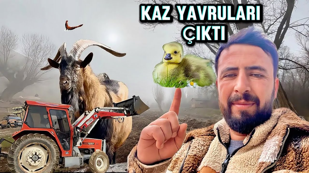 MÜJDE YILIN İLK KAZ YAVRULARI ÇIKTI / KOYUN DAMI ÇIKARTIYORUZ / KAZLAR YUMURTALARI SAKLIYOR/belgesel