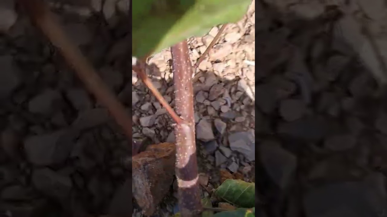 طريقة غرس شجر الخروب