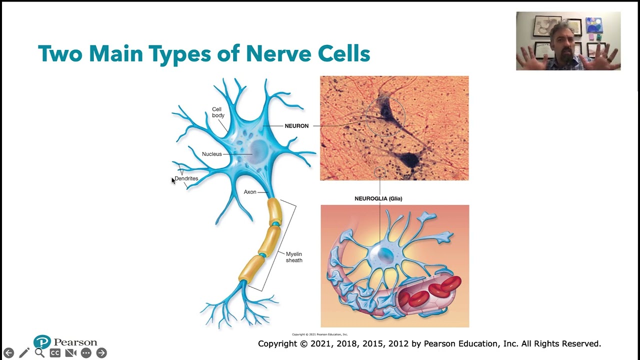 BIOL 1310: Nervous System