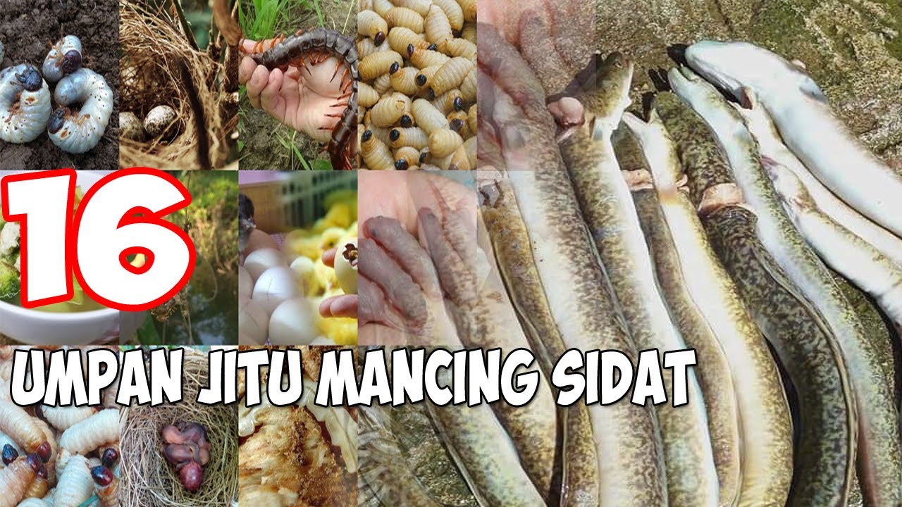 Ini Dia! 16 Daftar Umpan Mancing Sidat Paling Ampuh Paling Jitu Umpan Favorit Yang Harus Anda Coba