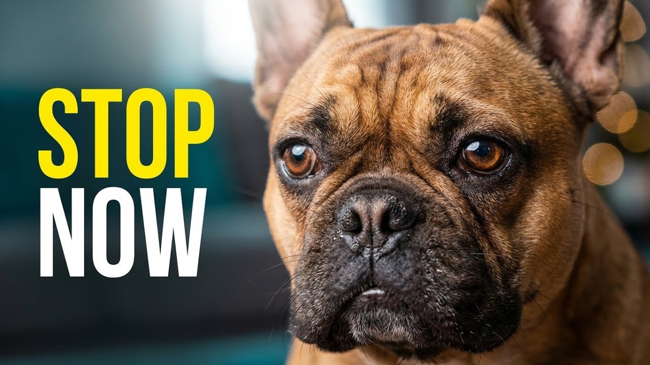 Don’t Get a Dog If You Still Do These 5 Things.