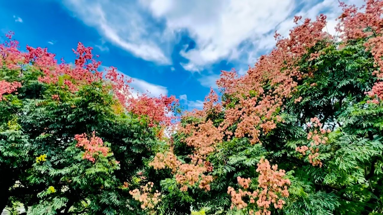 Flamegold rain trees in bloom, coloring autumn, 台灣巒樹染出繽紛秋景 (台灣的心跳聲)￼
