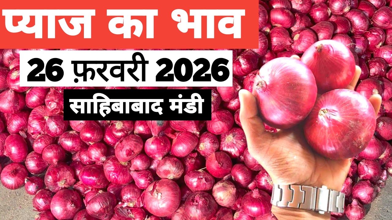 26 February 2026 🧅 प्याज का भाव साहिबाबाद मंडी | today onion rates in sahibabad mandi Delhi NCR 