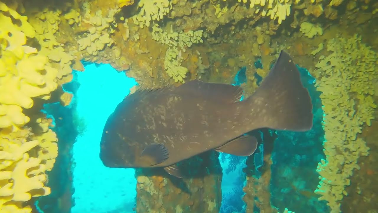 Plongée aux Îles d'Hyères