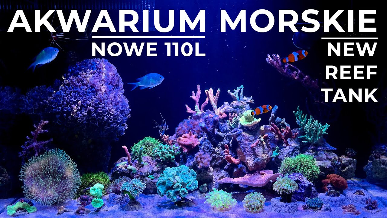Nowe Akwarium Morskie 110L 🌊🐠Opis Koralowców - [Reef Tank] [4K]