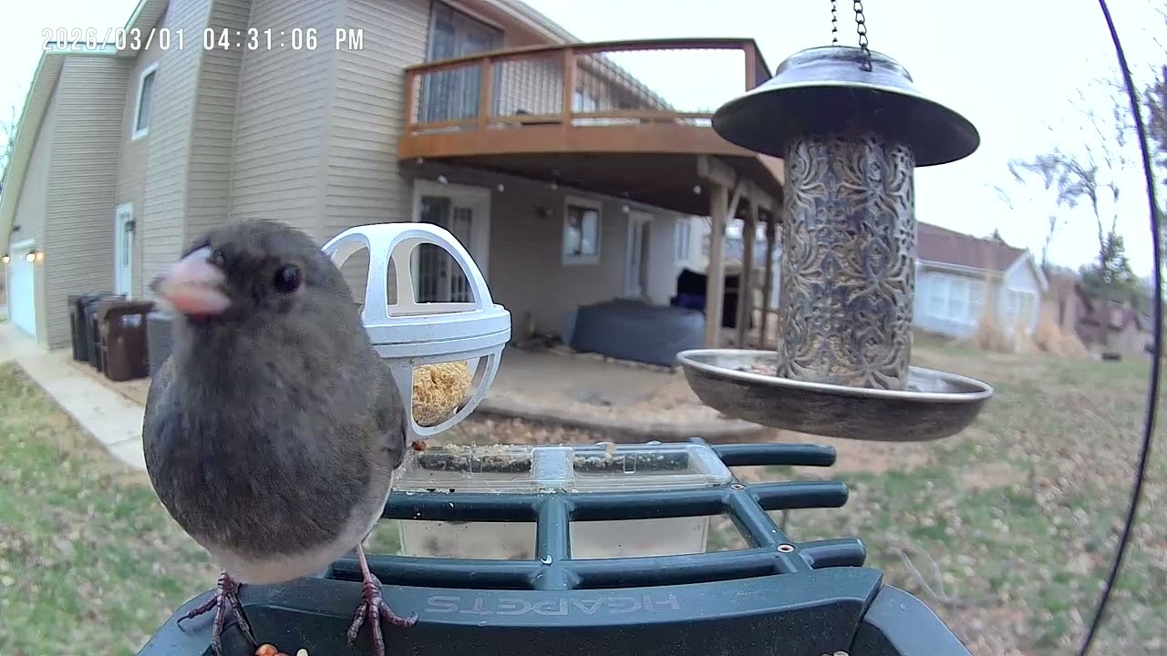 Backyard Birdwatching! #birdcam #birds #winterstorm 